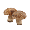 Shiitake