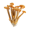 Cordyceps