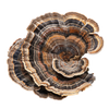 Turkey Tails