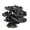 Black Fungus